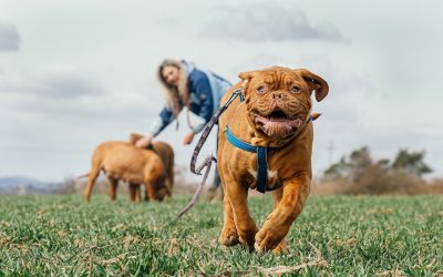 How to Teach a Rescue Dog to Play With Toys: Easy Steps That Work